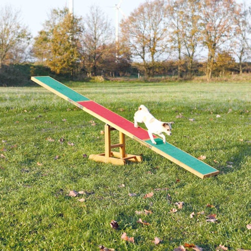 The best dog agility equipment for easy and active training Home